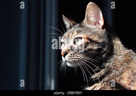 Mysteriöses Porträt einer Tabby-Katze, das eine Atmosphäre der Geheimniskrämerei und Mystik hervorruft. Stockfoto