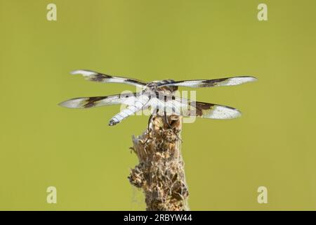 Eine Nahaufnahme des hinteren Endes eines acht gefleckten Skimmers auf einer Pflanze in Newman Lake, Washington. Stockfoto