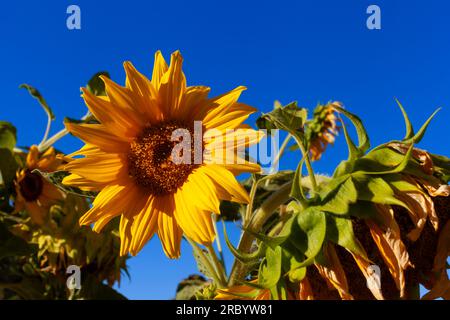 Einzelner Sonnenblumenanbau in einem Gemüsegarten vor einem klaren blauen Himmel Stockfoto