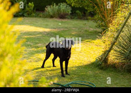 Schwarzer Labrador Retriever steht auf dem Gras im Garten. Stockfoto