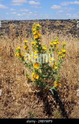 Die spanische Austerndistel (Scolymus hispanicus) ist eine essbare zweijährige Pflanze, die in Süd- und Westeuropa heimisch ist. Angiospermen. Asteraceae. Dieses Foto war nicht Stockfoto