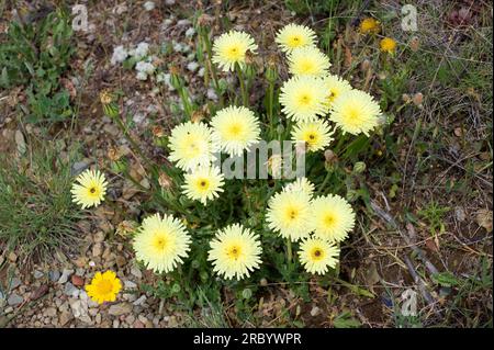 Glattes goldenes Fleece (Urospermum delechampii) ist ein ganzjähriges Kraut, das im westlichen und mittleren Mittelmeerraum sowie in Nordafrika heimisch ist. Angiospermen. Stockfoto