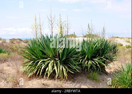 Mound Lilie oder spanisches Bajonett (Yucca gloriosa) ist ein Strauch, der in den sandigen Tiefländern der Südthearsten USA heimisch ist, aber in anderen Regionen von weit verbreitet ist Stockfoto