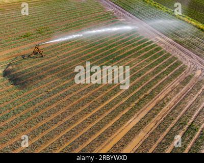 Feldbewässerung mit mobiler Ausrüstung in der Dürre des Sommers, Luftaufnahme, Deutschland Stockfoto