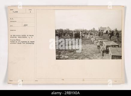 Taubenrennen im Ersten Weltkrieg. Eine Nahaufnahme von Tauben in gestapelten Käfigen, vorbereitet für die Freisetzung. Das Foto wurde 1918 auf dem Feld südlich von Union Station, Washington D.C. aufgenommen. Stockfoto