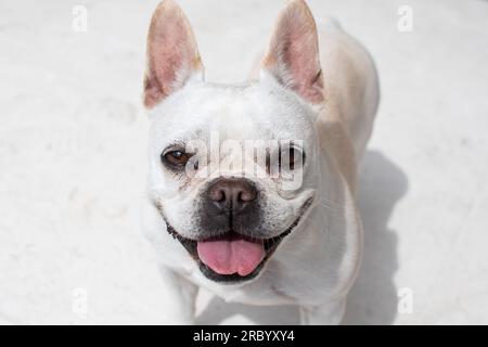 Porträt eines weißen französischen Bulldoggen Stockfoto