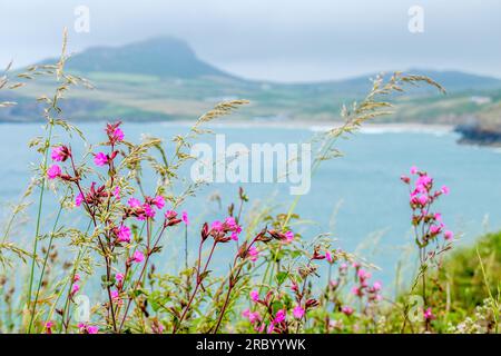 Wildblumen an der Pembrokeshire Coast in der Nähe von Whitesands Bay, West Wales Stockfoto