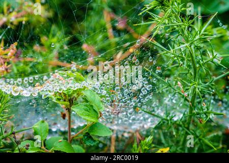 Regentropfen glitzern auf einem Spinnennetz in einer walisischen Hecke Stockfoto