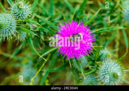 Hummelbiene auf Distel in Pembrokeshire, Wales Stockfoto