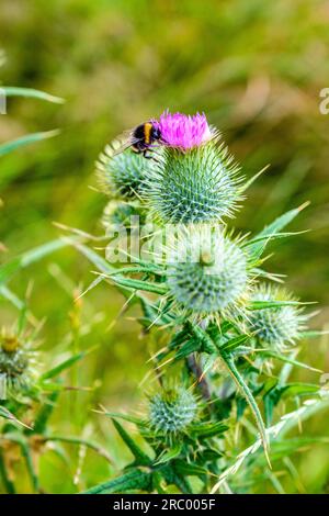 Hummelbiene auf Distel in Pembrokeshire, Wales Stockfoto