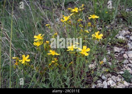 Nahaufnahme der leuchtend gelben Blüten des St. Johanniskraut (Hypericum perforatum). Horizontales Bild mit selektivem Fokus, verschwommenes grünes Backgr Stockfoto