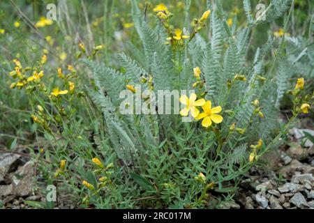 Nahaufnahme der leuchtend gelben Blüten des St. Johanniskraut (Hypericum perforatum). Horizontales Bild mit selektivem Fokus und verschwommenem Hintergrund Stockfoto