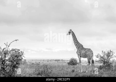 Wildtiere von Giraffen in Schwarz und Weiß, die in den dicken Wäldern des Nairobi Nationalparks schlendern, der einzigen Hauptstadt der Welt mit einem Wildpar Stockfoto