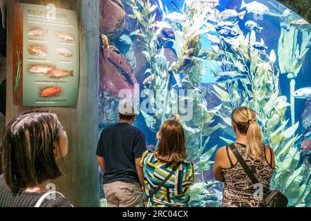 Atlanta Georgia, Georgia Aquarium, Innenausstellungen, Familienfamilien, Eltern, Vater, Mutter, Sohn Söhne Tochter Töchter, Seetang-Wald Stockfoto