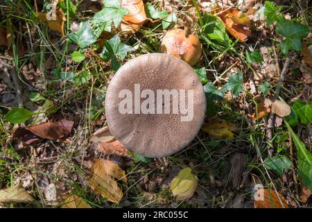 Blusher (Amanita rubescens) inmitten der Herbstblätter und Common Ivy (Hedera Helix) auf dem Waldboden mit Blick von oben Stockfoto