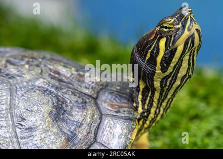 Eine Rotohr-Slider-Schildkröte im Nature Center auf Amelia Island im Nordosten Floridas. (USA) Stockfoto