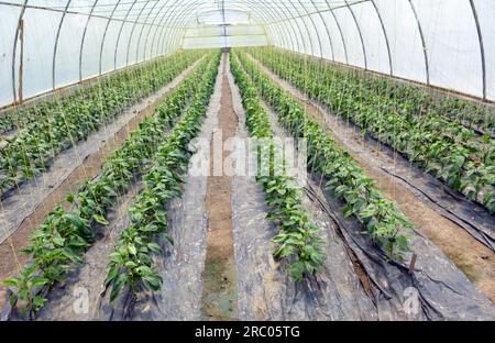 Süßer Pfeffer, der in einem Gewächshaus aus organischem Boden angebaut wird Stockfoto