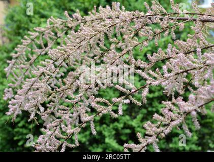 Im Frühjahr wächst die Zierpflanze tamarix in der Natur Stockfoto