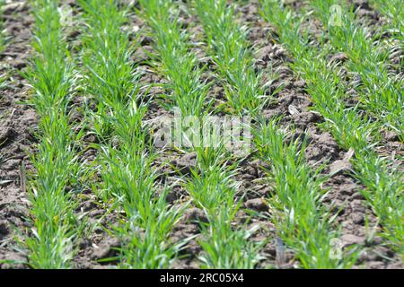 Gute Aussaat von Winterweizen auf dem Frühlingsfarmenfeld Stockfoto