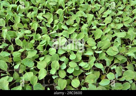 Setzlinge von in Kunststoffkassetten mit organischem Boden angebautem Kohl. Stockfoto