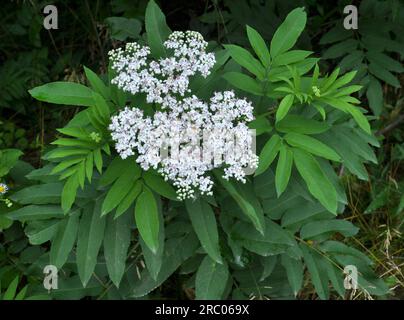 In der Wildnis blühen im Sommer Holunderbeeren (Sambucus ebulus) Stockfoto