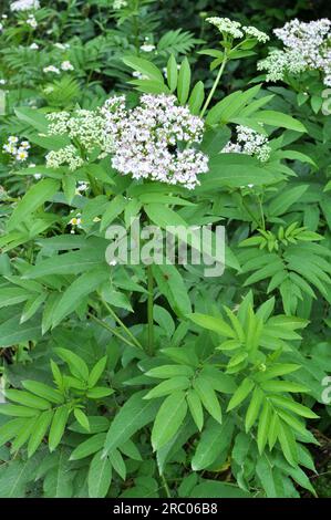 In der Wildnis blühen im Sommer Holunderbeeren (Sambucus ebulus) Stockfoto