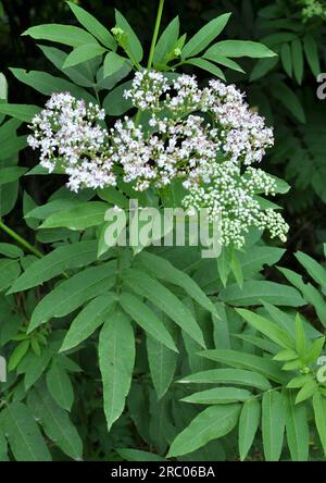 In der Wildnis blühen im Sommer Holunderbeeren (Sambucus ebulus) Stockfoto