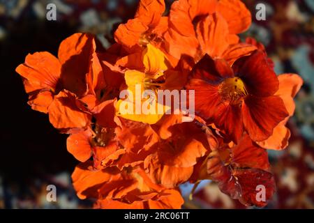 Tropaeolum majus Stockfoto