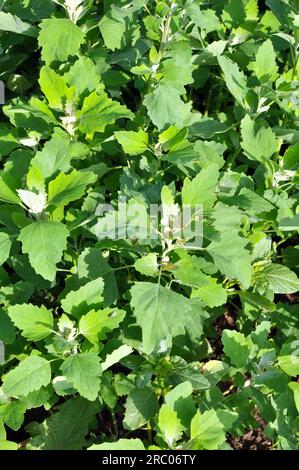 In der Natur wächst auf dem Feld eine fette Henne (Chenopodium Album) Stockfoto