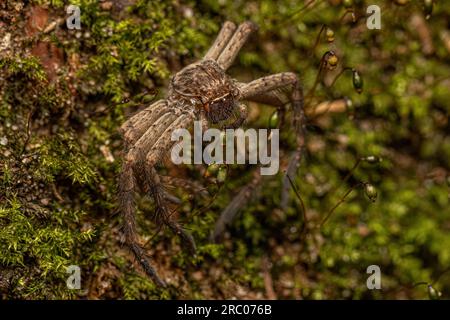 Pantropischer Huntsman Spider Molt der Art Heteropoda venatoria Stockfoto