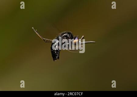 Ausgewachsene Bienenfliege der Familie Bombyliidae Stockfoto