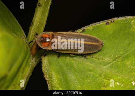 Erwachsener Firefly Beetle der Familie Lampyridae Stockfoto