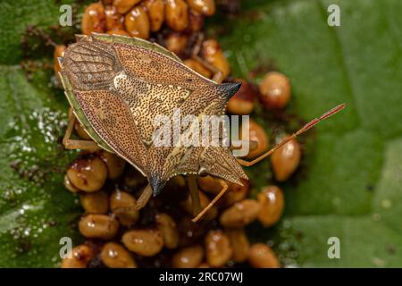 Adulter Grünbauch-Käfer der Art Diceraeus melacanthus Stockfoto