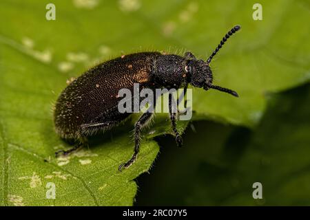 Ausgewachsener langgelenkiger Käfer der Art Lagria villosa Stockfoto