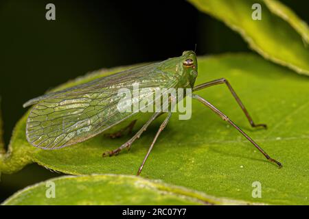 Adulter Dictyopharid Planthopper-Insekt der Familie Dictyopharidae Stockfoto