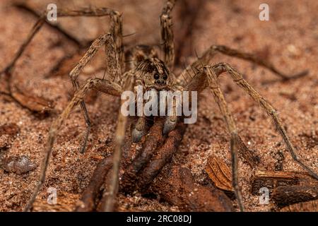 Kleine Wolfsspinne der Familie Lycosidae Stockfoto