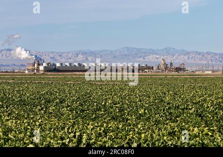 Reifende Zuckerrübenernte 'Beta vulgaris' , 'BHE Renewables' CalEnergy Vulcan & Hoch betrieben, Geohermal-Kraftwerk. Stockfoto