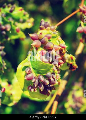 Heftige Invasion von Mikiola Fagi-Midgengallen auf Buchenblättern. Fagus sylvatica verlässt wilde foreest Stockfoto