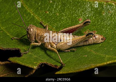 Spornhaltiger Grashüpfer-Insekt der Unterfamilie Melanoplinae Stockfoto