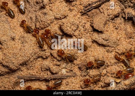 Erwachsene Jawsnouted Termiten der Art Syntermes nanus Stockfoto