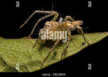 Kleine Luchs-Spinne der Art Familie Oxyopidae Stockfoto