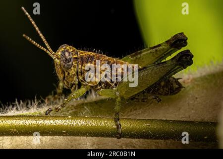 Spornhaltiger Grashüpfer-Insekt der Unterfamilie Melanoplinae Stockfoto