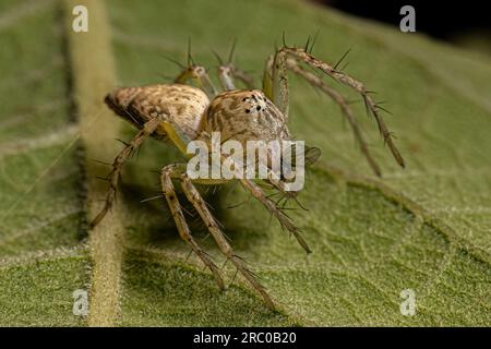 Kleine Luchs-Spinne der Art Familie Oxyopidae Stockfoto