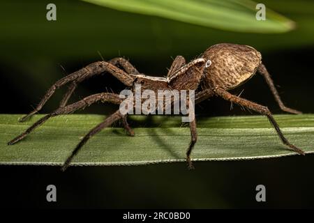 Erwachsene weibliche Trechalid Spinne der Gattung Neoctenus Stockfoto