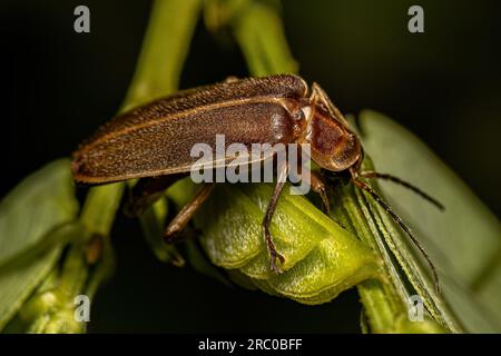 Erwachsener Firefly Beetle der Familie Lampyridae Stockfoto