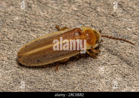 Erwachsener Firefly Beetle der Familie Lampyridae Stockfoto