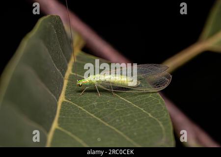 Erwachsener typischer grüner Laceau der Gattung Ceraeochrysa Stockfoto