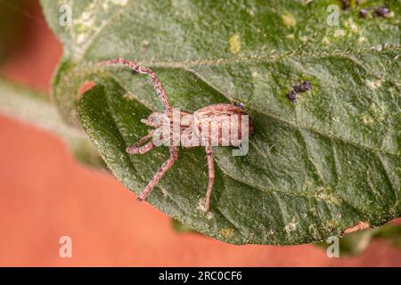 Adulte weibliche Running Crab Spider der Gattung Tibelloides Stockfoto