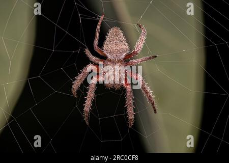 Adulter typischer Orbweber der Art Eriophora edax Stockfoto