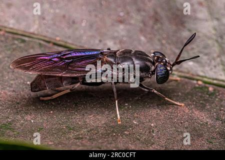 Schwarze Soldatenfliege der Art Hermetia illucens Stockfoto